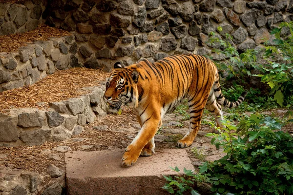 Gran Tigre caminando por ahí. Símbolo de 2022 Año Nuevo chino — Foto de Stock