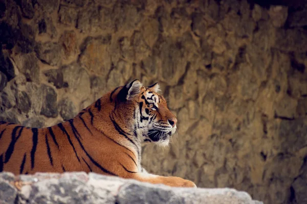 Grote Tijger loopt rond. Symbool van 2022 Chinees nieuwjaar — Stockfoto