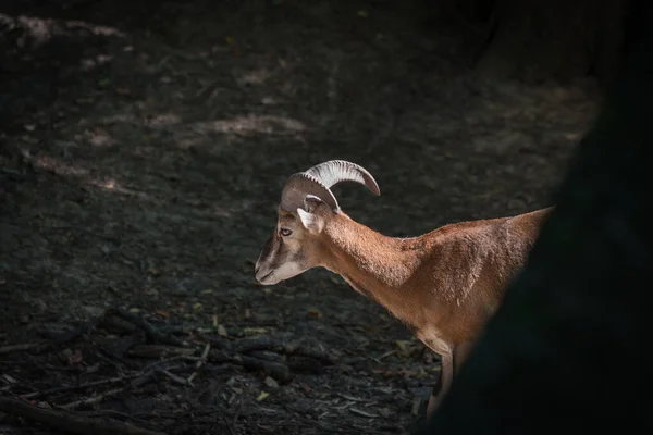 Portrait of mountain goat. Mouflon with big horns. — Stock Photo, Image