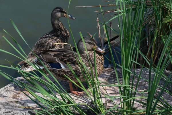 몰라드 새, 연못에서 흔히 볼 수있는 어린 회색 오리. — 스톡 사진