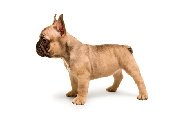 French Bulldog puppy stands against white background. Cute little puppy. — Stock Photo, Image