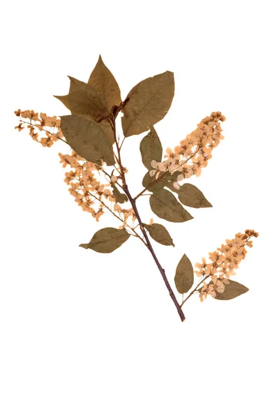 Herbario rama seca y flor de cerezo de pájaro aislado sobre fondo blanco. —  Fotos de Stock