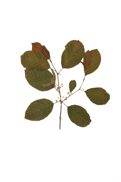 Herbario rama seca de Frangula aislada sobre fondo blanco. — Foto de Stock