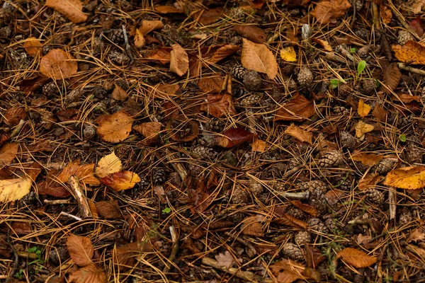 Натуральная декоративная рамка из зеленого мха, грибов, листьев папоротника. — стоковое фото