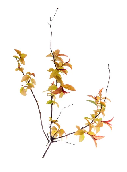 Ramita con hojas amarillas de otoño aisladas sobre fondo blanco. —  Fotos de Stock
