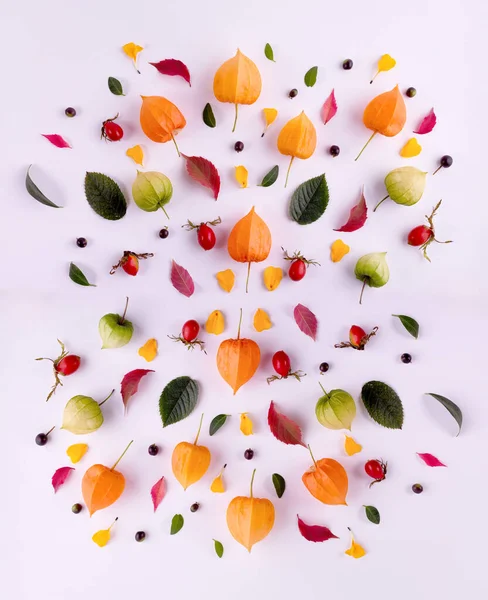 Jasnożółte jesienne liście, kasztany, szyszki sosnowe i pomarańczowe fizale w składzie na białym z miejscem na tekst. Piękna jesienna ramka. — Zdjęcie stockowe