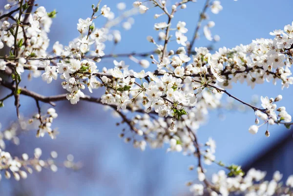 Flores de cerezo. Primavera blanca flores de primer plano. Fondo estacional de primavera de enfoque suave . — Foto de Stock