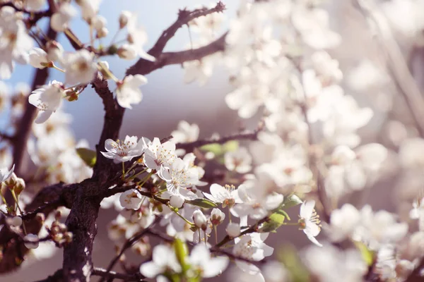 A cerejeira floresce. Flores brancas da primavera close-up. Primavera foco suave fundo sazonal . — Fotografia de Stock