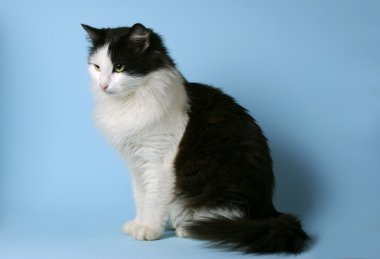 Norveçli orman kedi