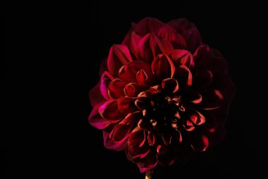 Siyah arka plan üzerine mor dahlias çiçek.