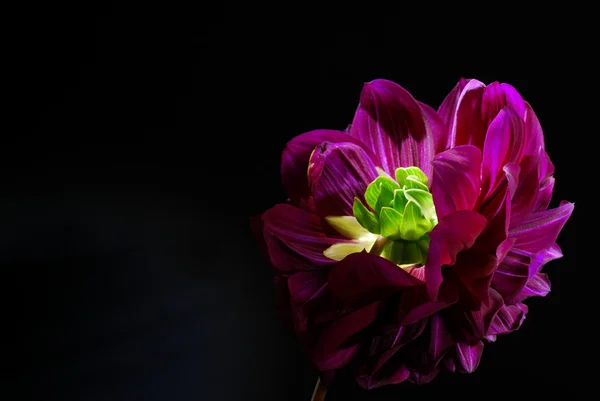 Siyah arka plan üzerine mor dahlias çiçek.