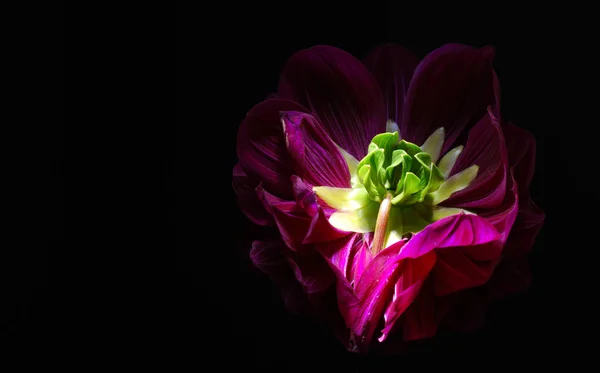 Purple dahlias flower on black background. — Stock Photo, Image