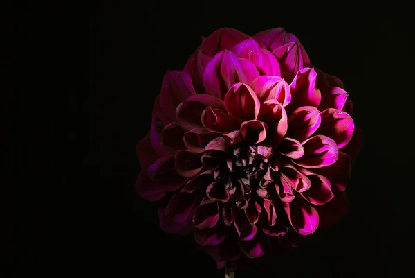 Siyah arka plan üzerine mor dahlias çiçek.