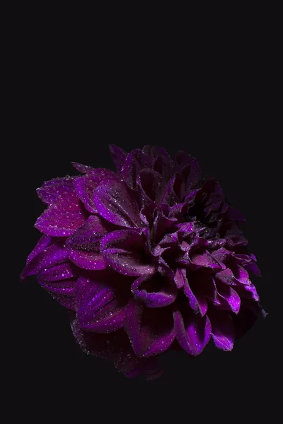 Dalie fioletowy kwiat na czarnym tle. — Zdjęcie stockowe