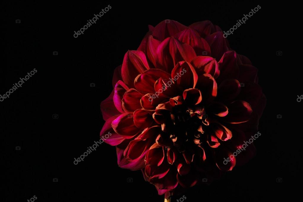 Purple dahlias flower on black background. Stock Photo by ©Anutaray 68475991