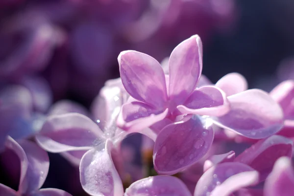 Morbidi fiori lilla focalizzati. Primavera sfondo floreale — Foto Stock