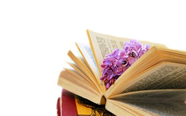 Vintage romantik arka plan eski kitap, Lila çiçek ve küçük deniz kabuğu