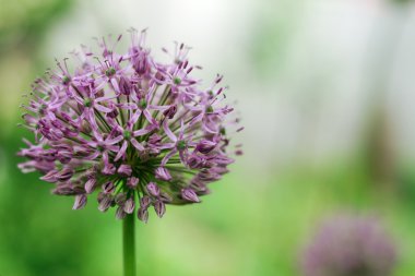 Güzel çiçek mor Allium