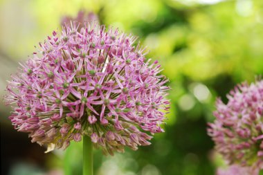 Güzel çiçek mor Allium