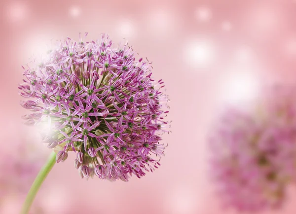 Beautiful Blooming Purple Allium Close Up, Greeting or Wedding Card design.