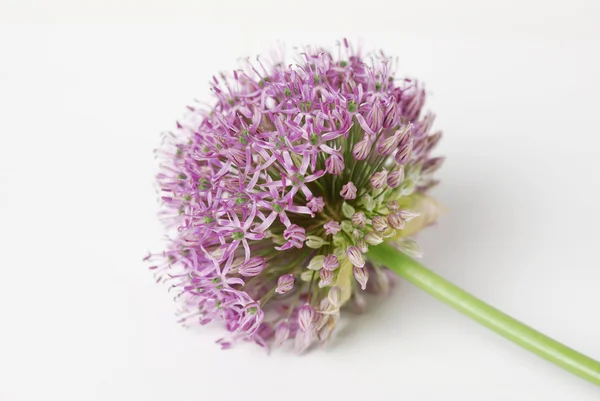 Kwitnący fioletowy czosnek, cebula kwiat na białym tle — Zdjęcie stockowe