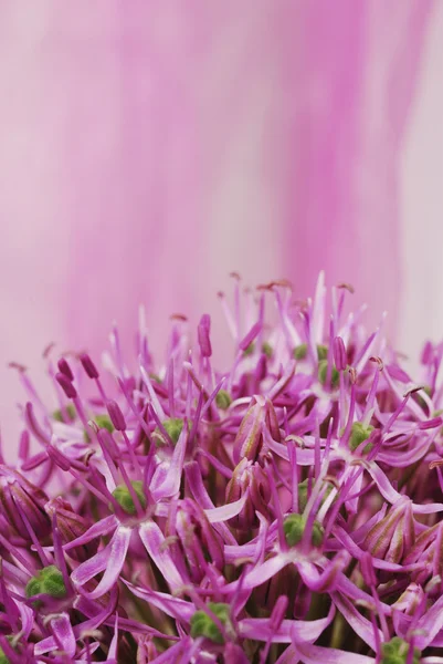 Zblízka kvetoucí fialová česnek, cibule květin izolovaných na bílém — Stock fotografie