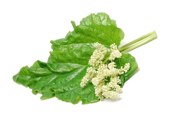 Ruibarbo folhas e flores isoladas sobre fundo branco — Fotografia de Stock