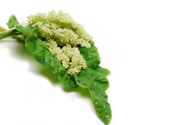 Ruibarbo folhas e flores isoladas sobre fundo branco — Fotografia de Stock