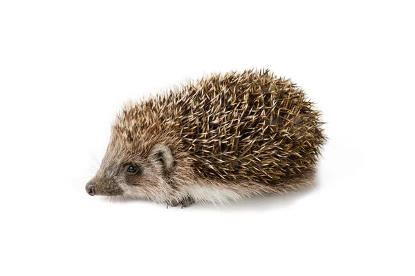 Cute baby hedgehog isolated in front of white background. — Zdjęcie stockowe