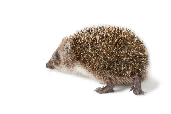 Cute baby hedgehog isolated in front of white background. — Zdjęcie stockowe