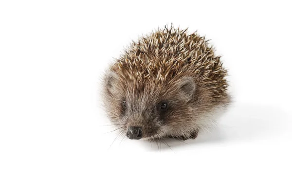 Cute baby hedgehog isolated in front of white background. — Stock Photo, Image