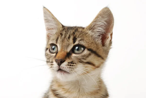 Primer plano retrato de poco lindo gatito tabby sobre un fondo blanco —  Fotos de Stock