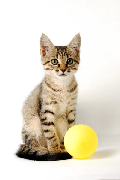 Portrait de petit chaton tabby mignon sur un fond blanc avec boule jaune — Photo