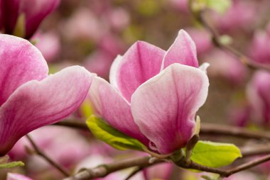 Bahar bahçesinde çiçek açan güzel pembe manolyalar. Çiçek açan manolya çiçeği yumuşak bokeh ile kapanır. Bahar mevsimi arkaplanı
