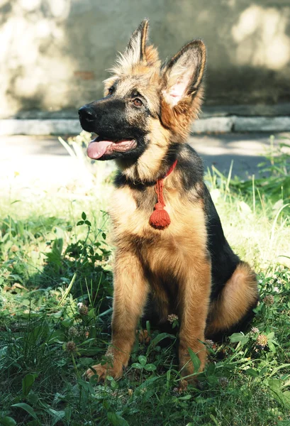 Bonito cachorro cão pastor alemão jovem — Fotografia de Stock