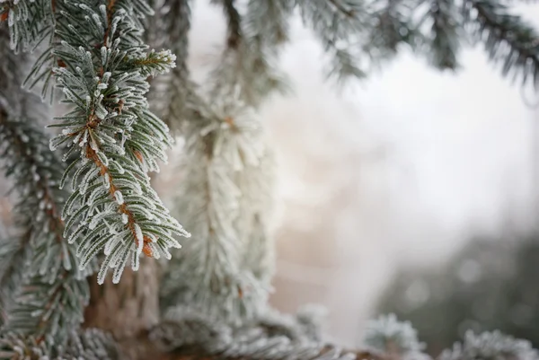 圣诞节，冬天的背景，有结冰的松树 — 图库照片