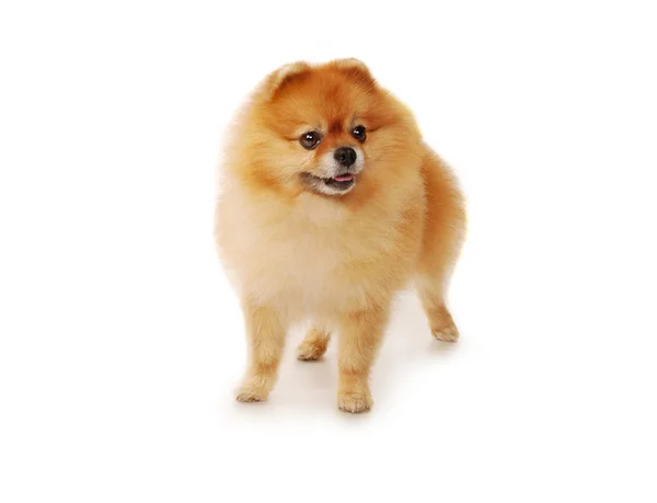 Fluffy vermelho cão da Pomerânia — Fotografia de Stock