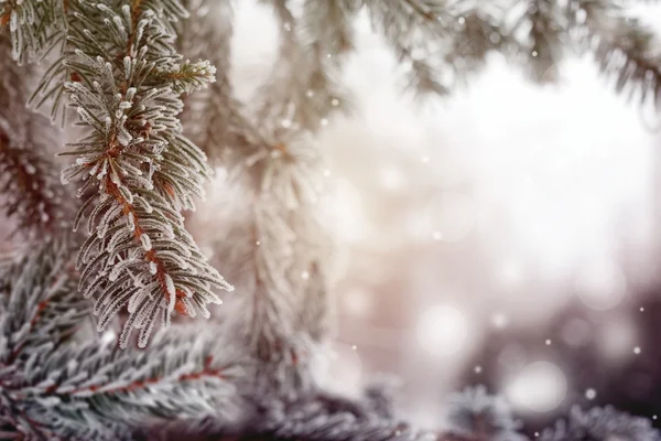 Vintage Christmas, winter background with frosty pine tree — Stock Photo, Image