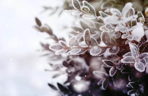 Natal vintage, fundo de inverno com boxtree gelado . — Fotografia de Stock