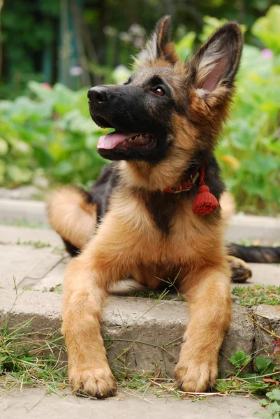 Close-up πορτρέτο του ένα όμορφο νέους γερμανικού shepherd κουτάβι σκυλί κάθεται σε πράσινο γρασίδι — Φωτογραφία Αρχείου