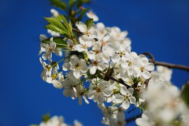 masmavi bir gökyüzü ilkbaharda çiçek açan kiraz çiçekleri. Mevsimlik çiçek arka plan