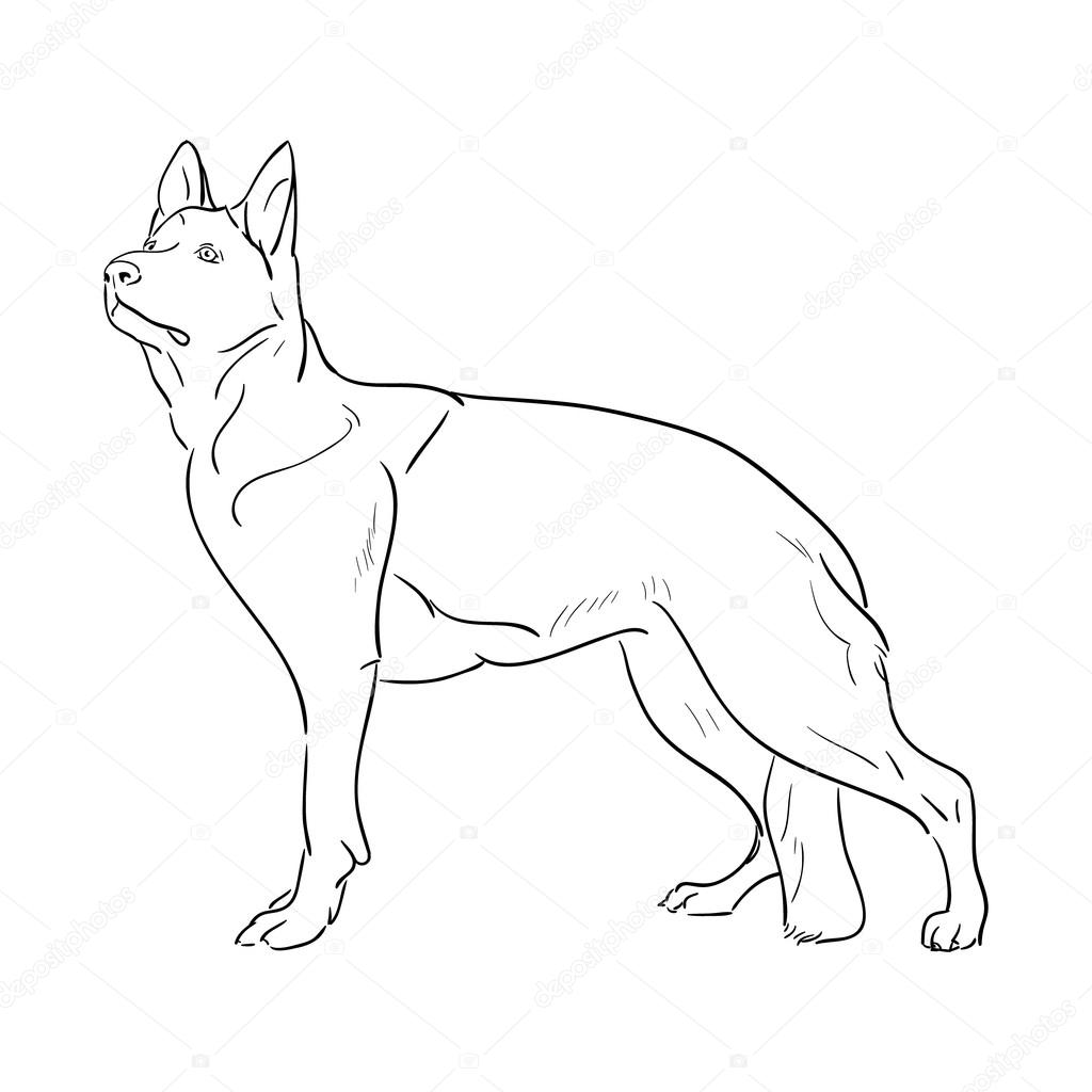 Hand drawn German Shepherd dog. Sketch vector illustration