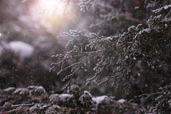 Christmas, winter background with frosty thuja. Macro shot — Stock Photo, Image