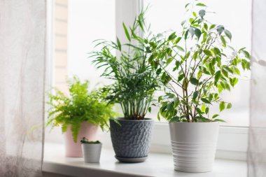 Eğreltiotu nefesi, incir, sulu bitkiler ve palmiye çiçeği. Ev yeşili çiçekler ve pembe, beyaz ve gri tencereli bitkiler pencere eşiğinde. İskandinav bakım konsepti İçişleri