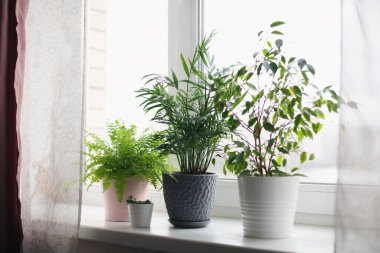 Eğreltiotu nefesi, incir, sulu bitkiler ve palmiye çiçeği. Ev yeşili çiçekler ve pembe, beyaz ve gri tencereli bitkiler pencere eşiğinde. İskandinav bakım konsepti İçişleri