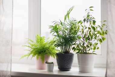 Eğreltiotu nefesi, incir, sulu bitkiler ve palmiye çiçeği. Ev yeşili çiçekler ve pembe, beyaz ve gri tencereli bitkiler pencere eşiğinde. İskandinav bakım konsepti İçişleri