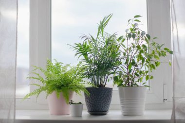 Eğreltiotu nefesi, incir, sulu bitkiler ve palmiye çiçeği. Ev yeşili çiçekler ve pembe, beyaz ve gri tencereli bitkiler pencere eşiğinde. İskandinav bakım konsepti İçişleri