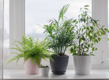Eğreltiotu nefesi, incir, sulu bitkiler ve palmiye çiçeği. Ev yeşili çiçekler ve pembe, beyaz ve gri tencereli bitkiler pencere eşiğinde. İskandinav bakım konsepti İçişleri