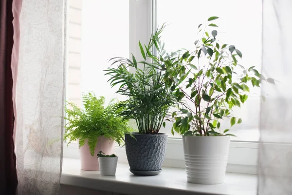 Fern nephrolepsis, ficus, succulents and palm Hamedorea. Home green flowers and plants in pink, white and gray pots on the windowsill. scandinavian care concept Interior