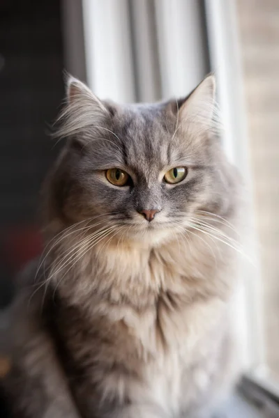 Όμορφο Χαριτωμένο Χνουδωτό Μαλλιαρό Ριγέ Γκρι Εγχώρια Γάτα Κίτρινα Μάτια — Φωτογραφία Αρχείου